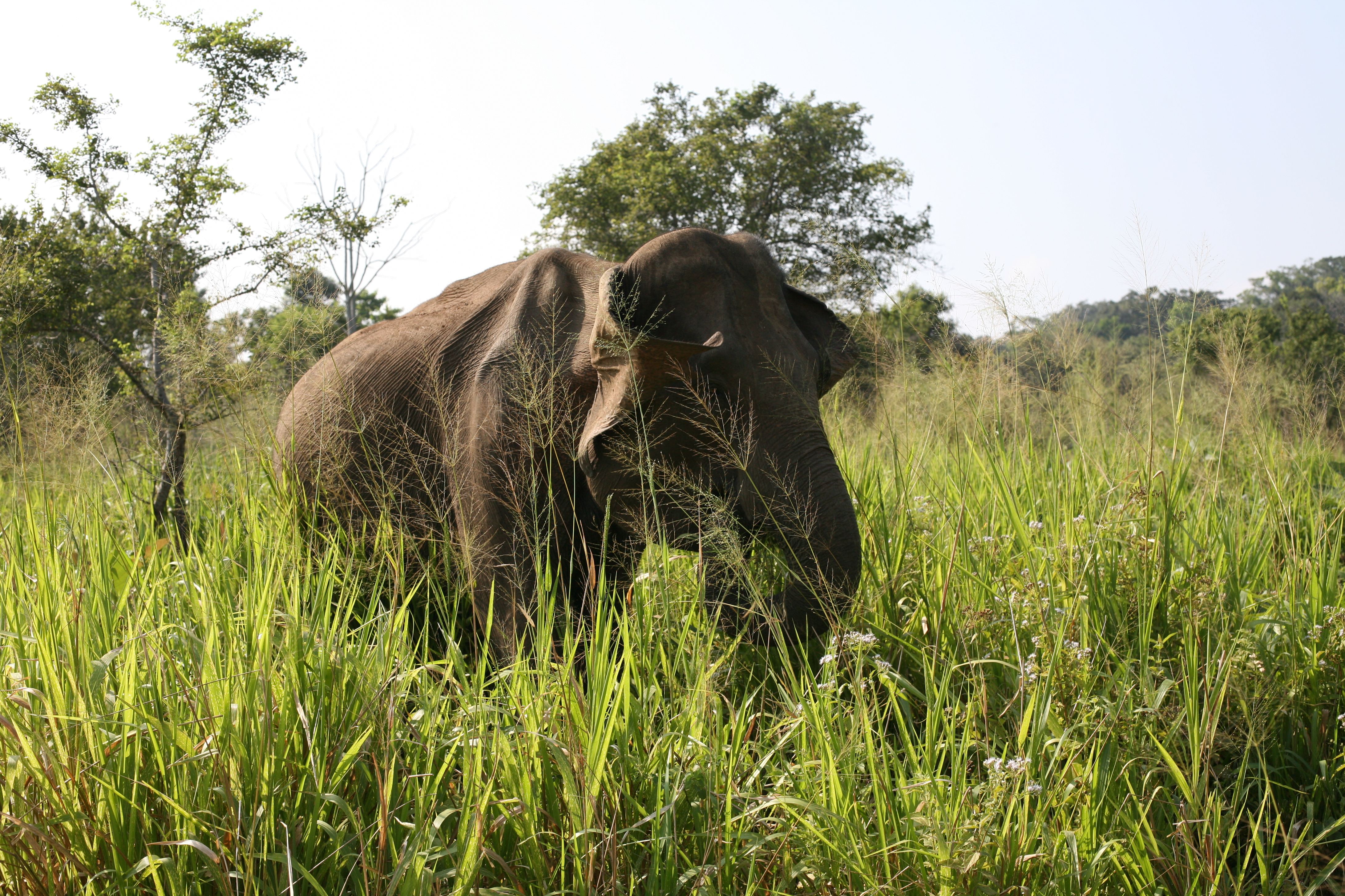 Habarana - Sri Lanka